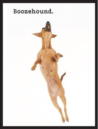 Boozehound Dog Magnet - Sour Sentiments 
