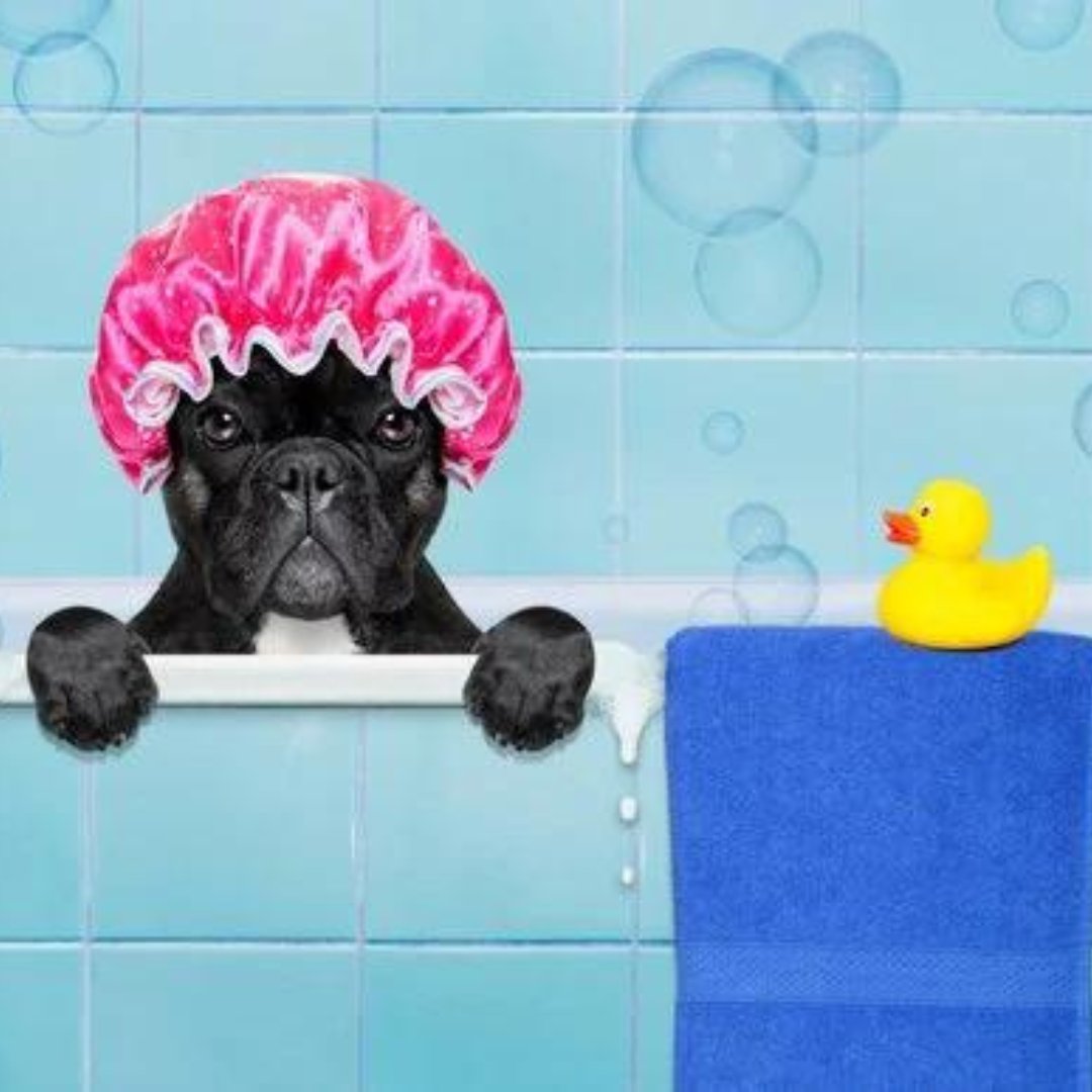 Black Dog Wearing Shower Cap In Bathtub