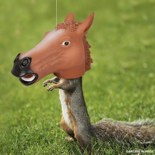 Horse Head Squirrel Feeder - Sour Sentiments